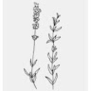 Meet your Posher, Isabel